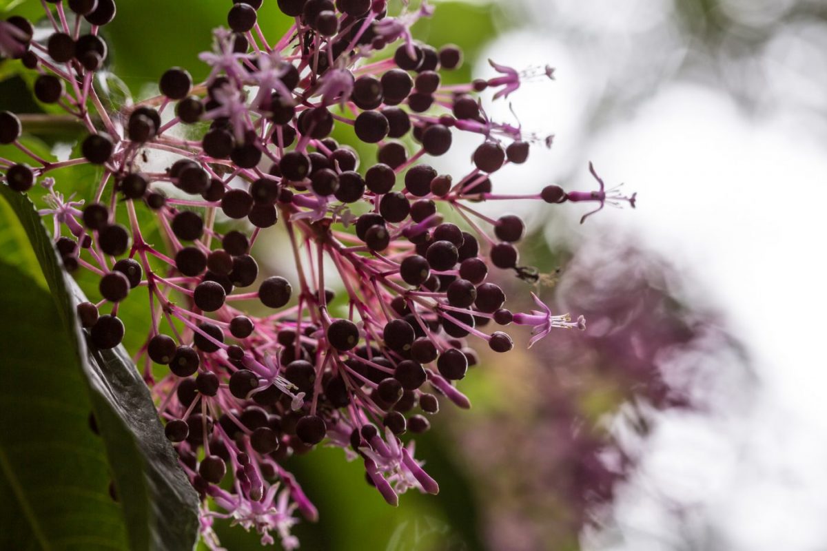 Photo: Der botanische Garten San Francisco