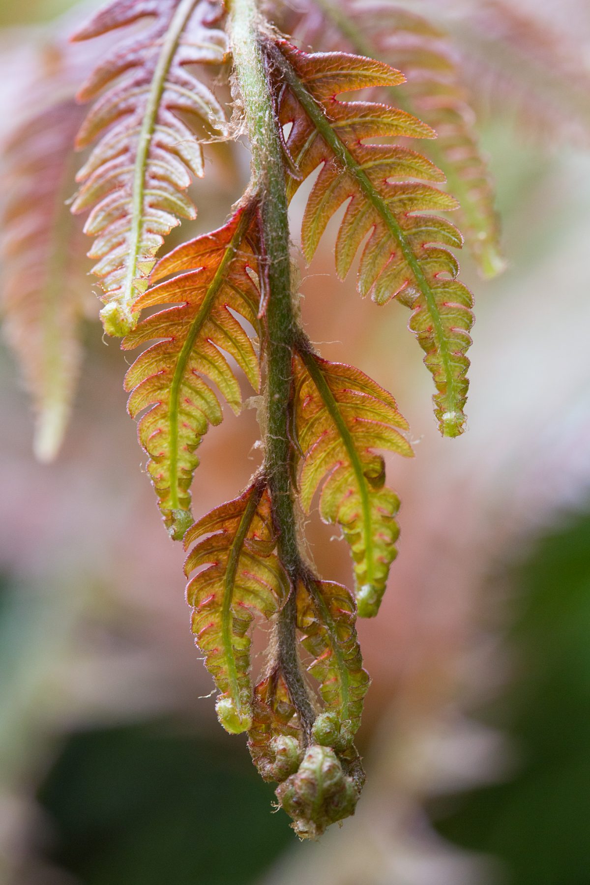 Photo: Der botanische Garten San Francisco