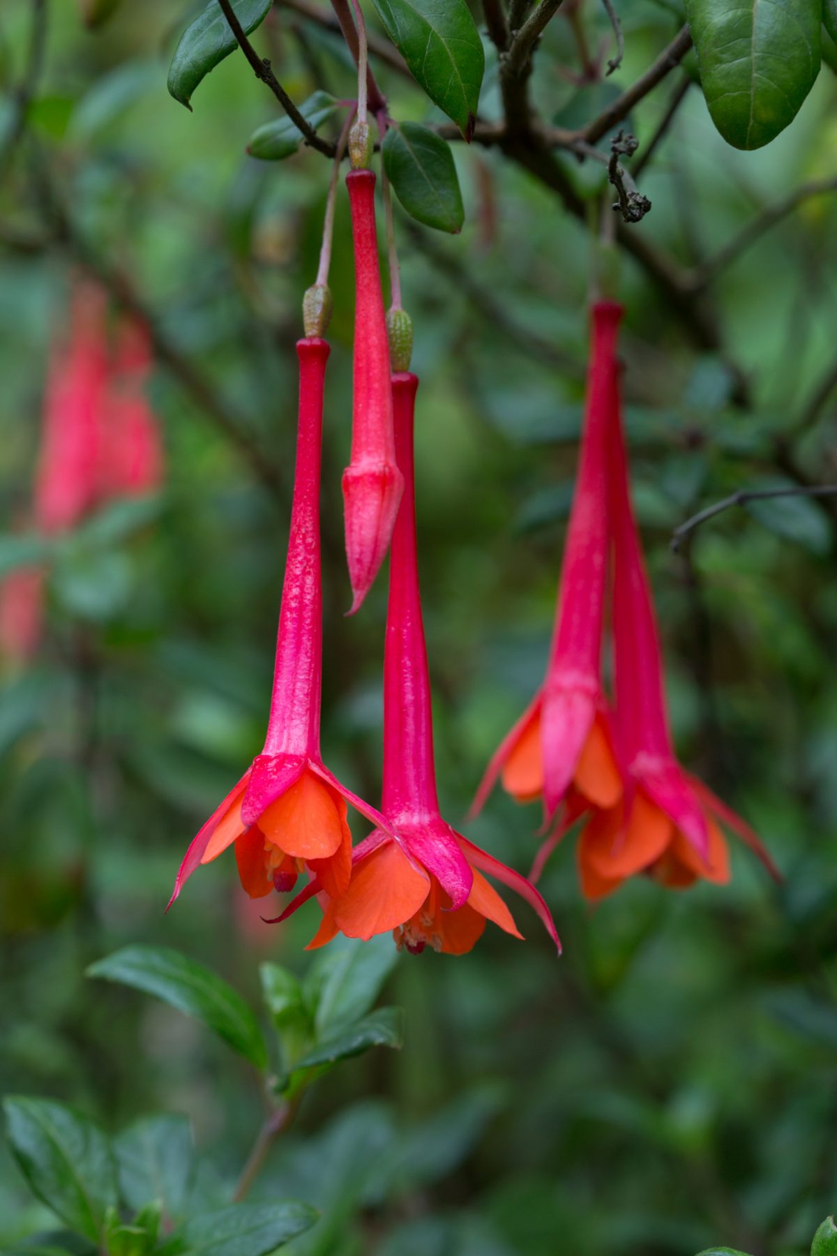 Photo: Der botanische Garten San Francisco