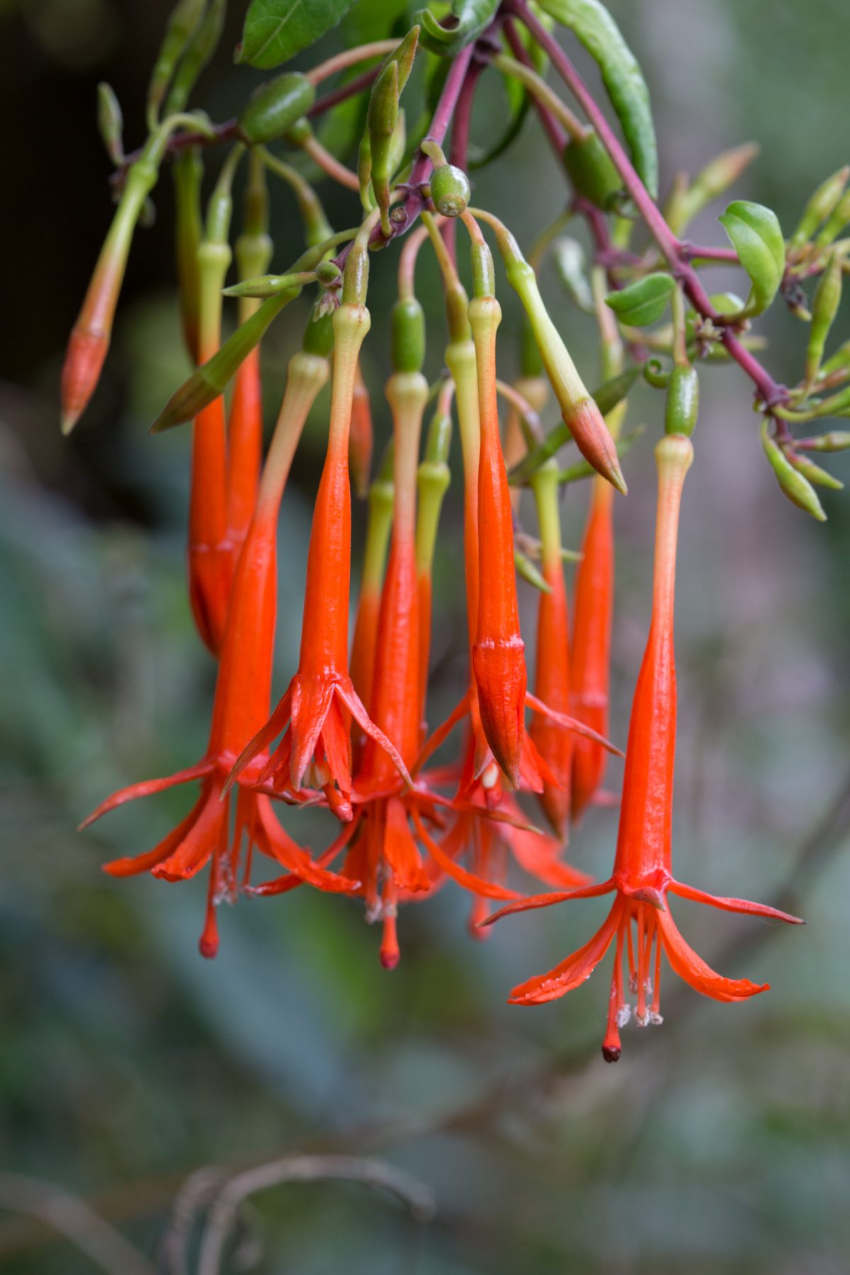 Photo: Der botanische Garten San Francisco