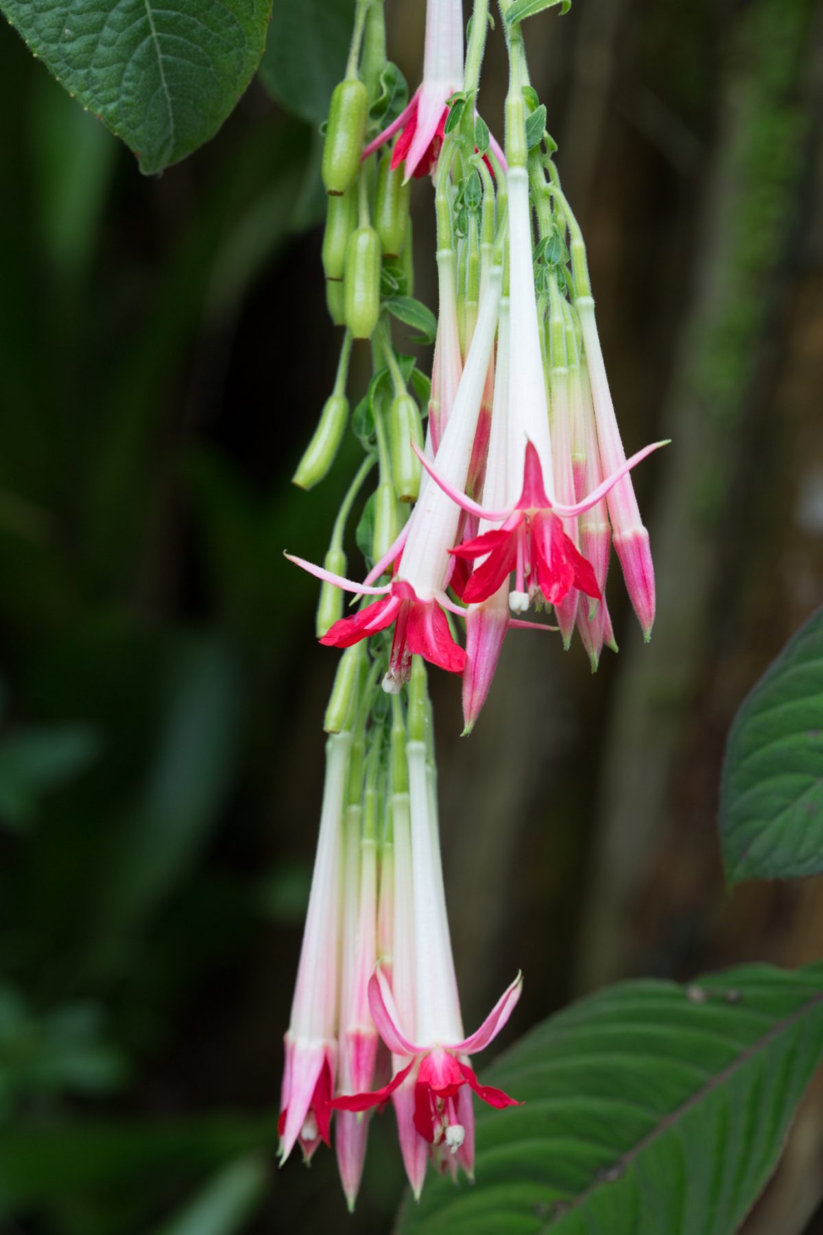 Photo: Der botanische Garten San Francisco
