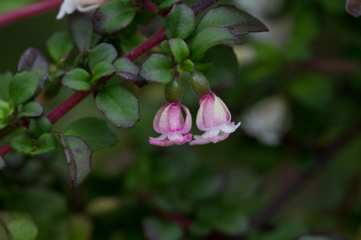 Photo: Der botanische Garten San Francisco