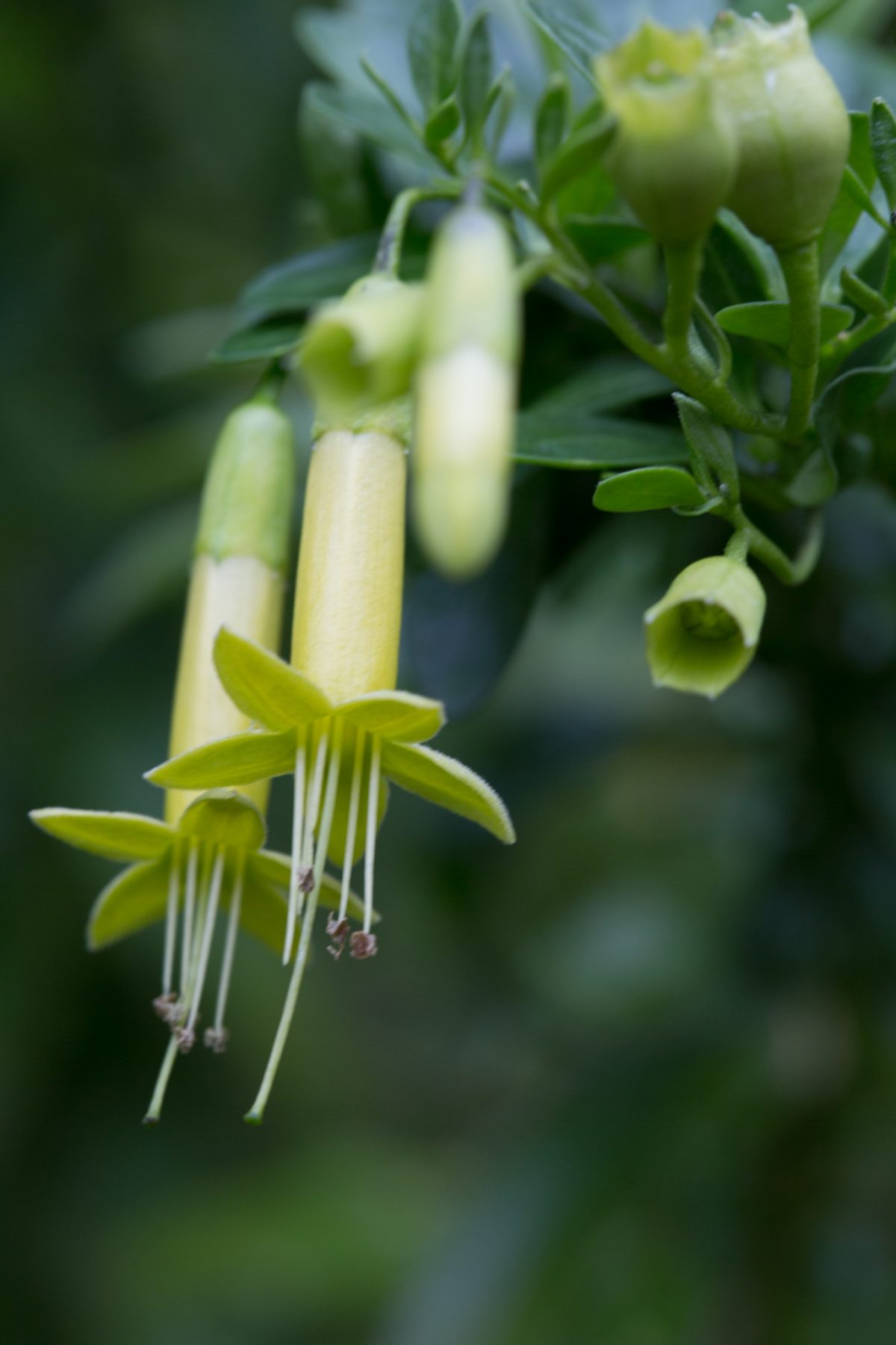 Photo: Der botanische Garten San Francisco