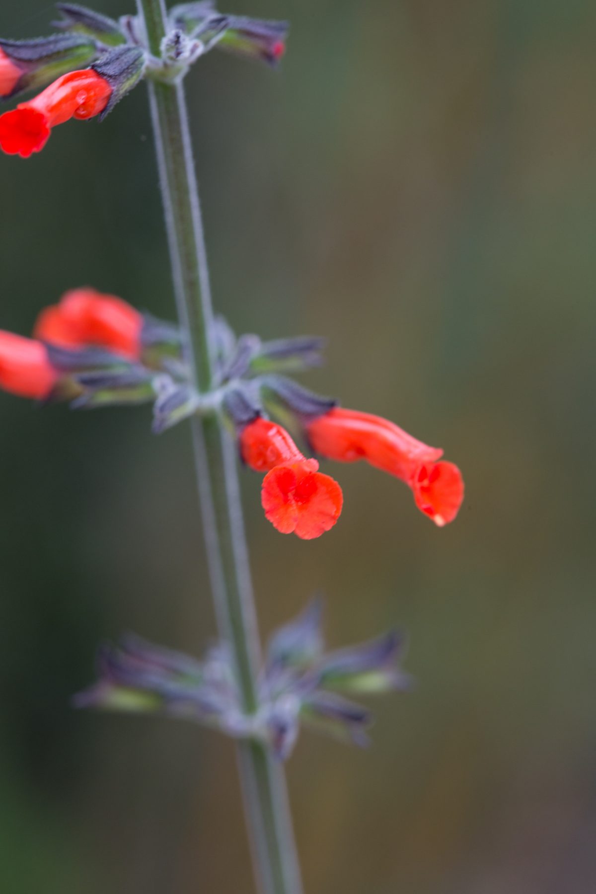 Photo: Der botanische Garten San Francisco