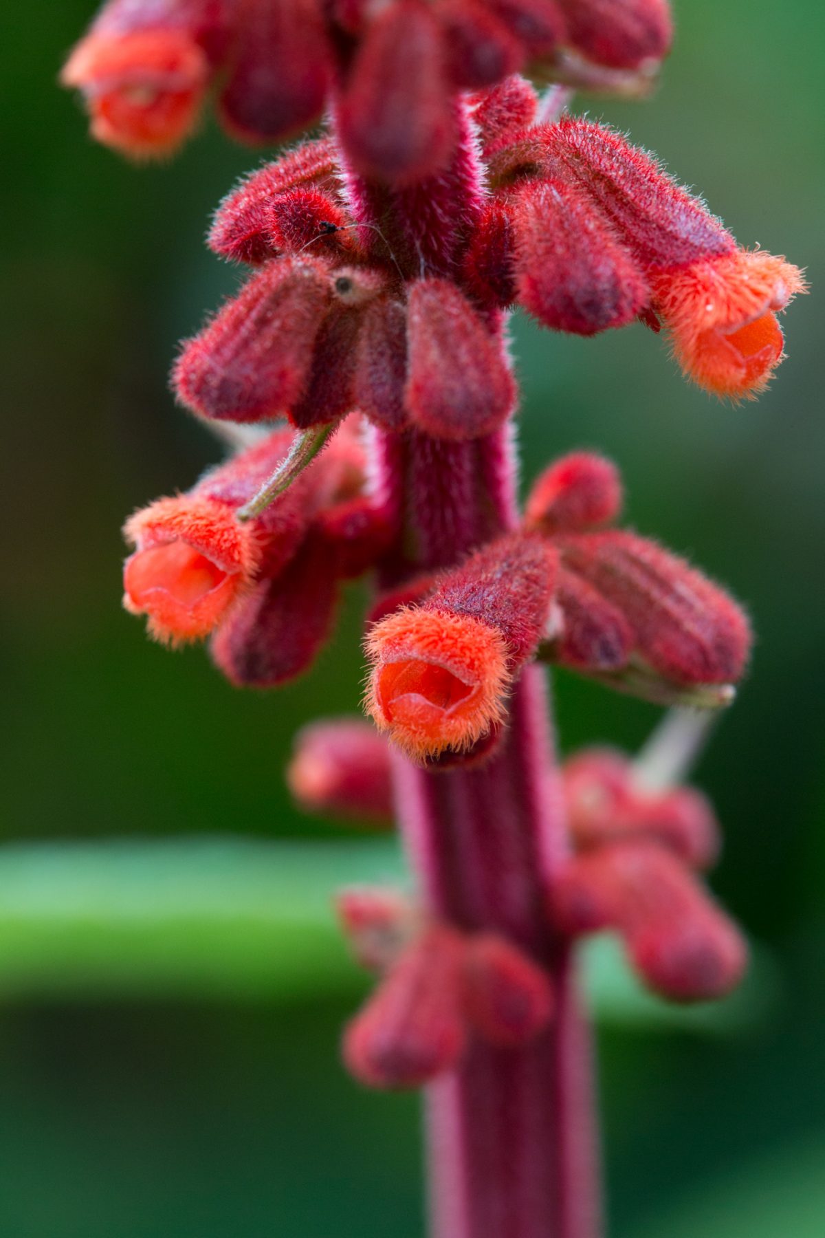Photo: Der botanische Garten San Francisco