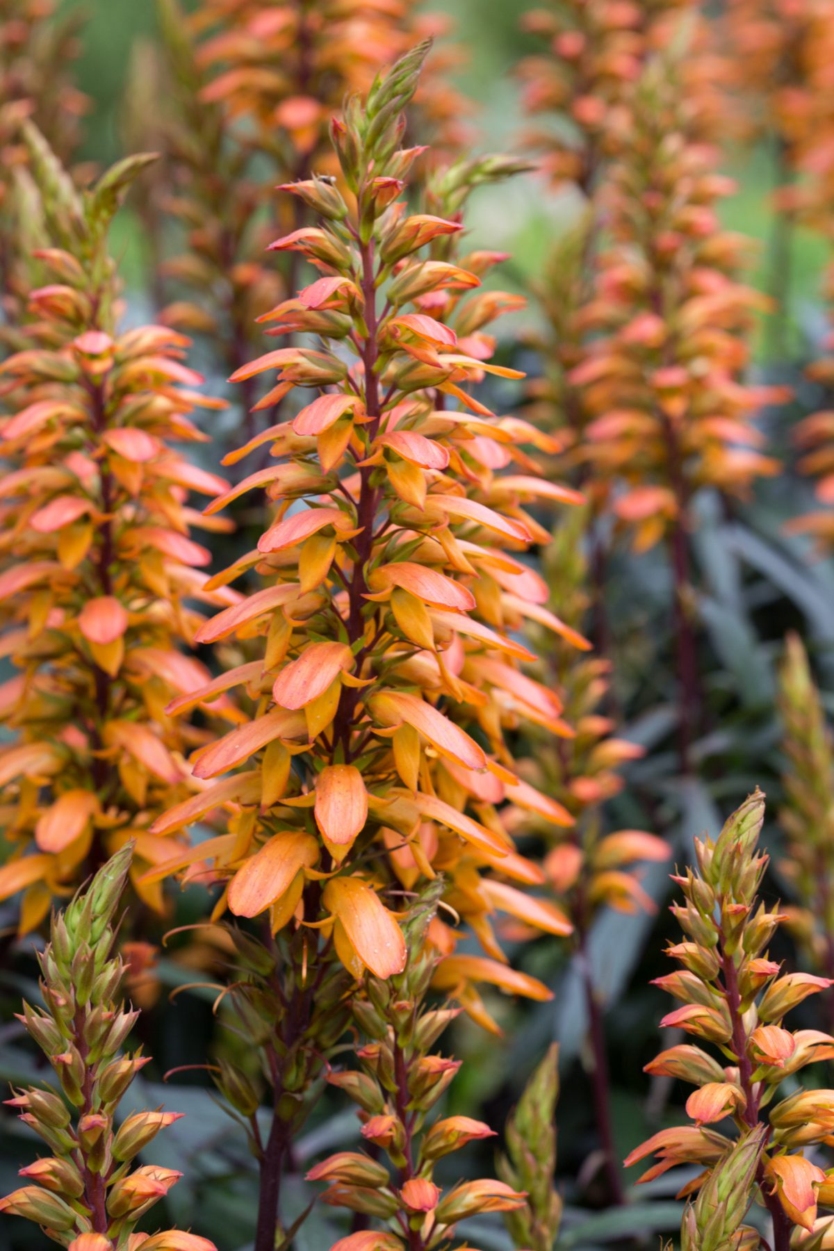 Photo: Der botanische Garten San Francisco