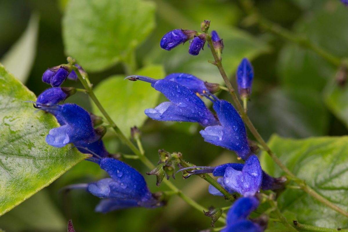 Photo: Der botanische Garten San Francisco