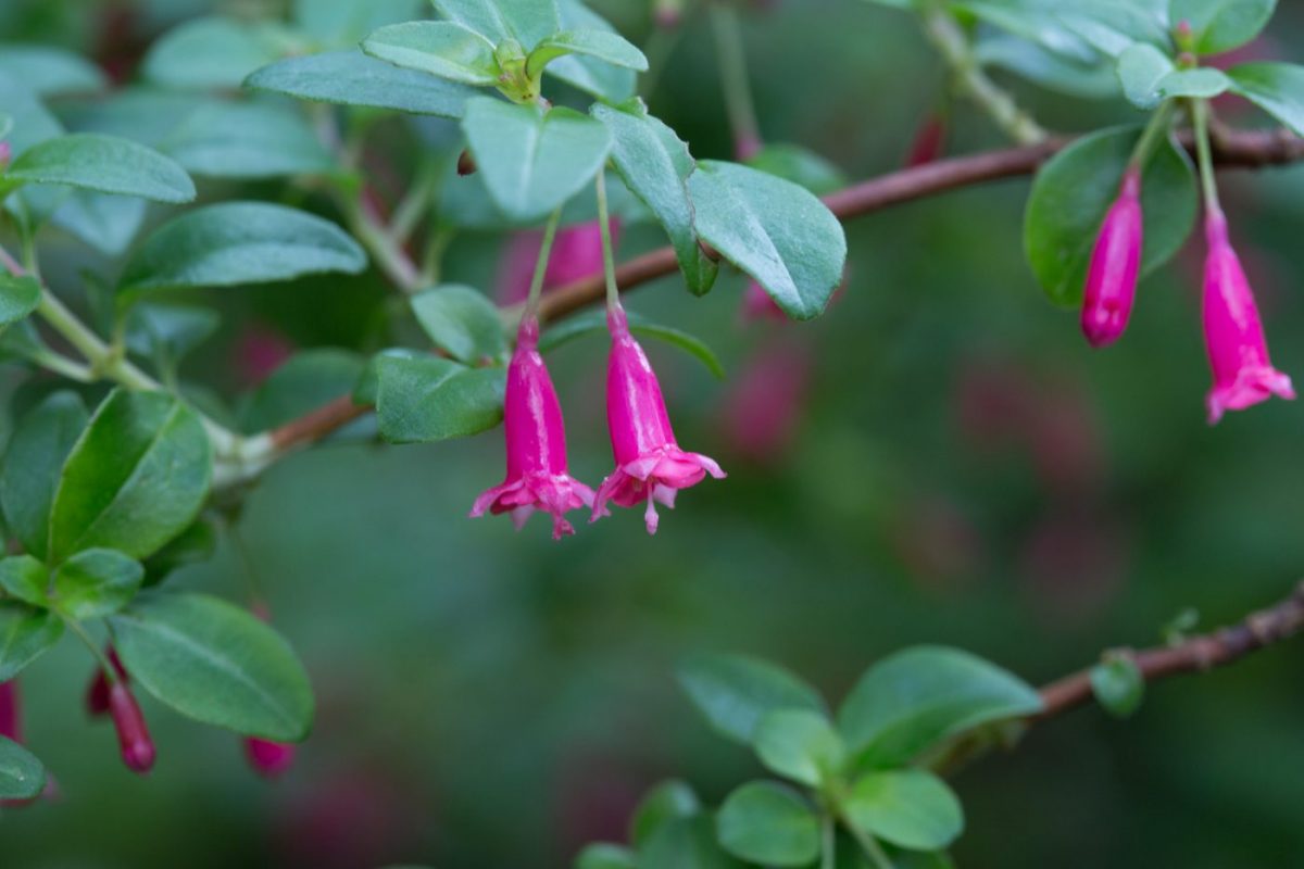 Photo: Der botanische Garten San Francisco
