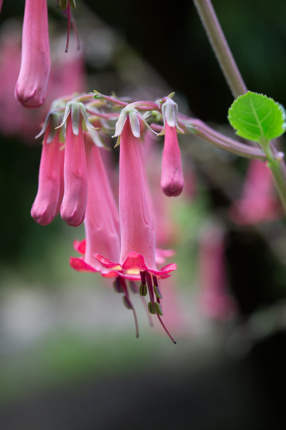 Photo: Der botanische Garten San Francisco