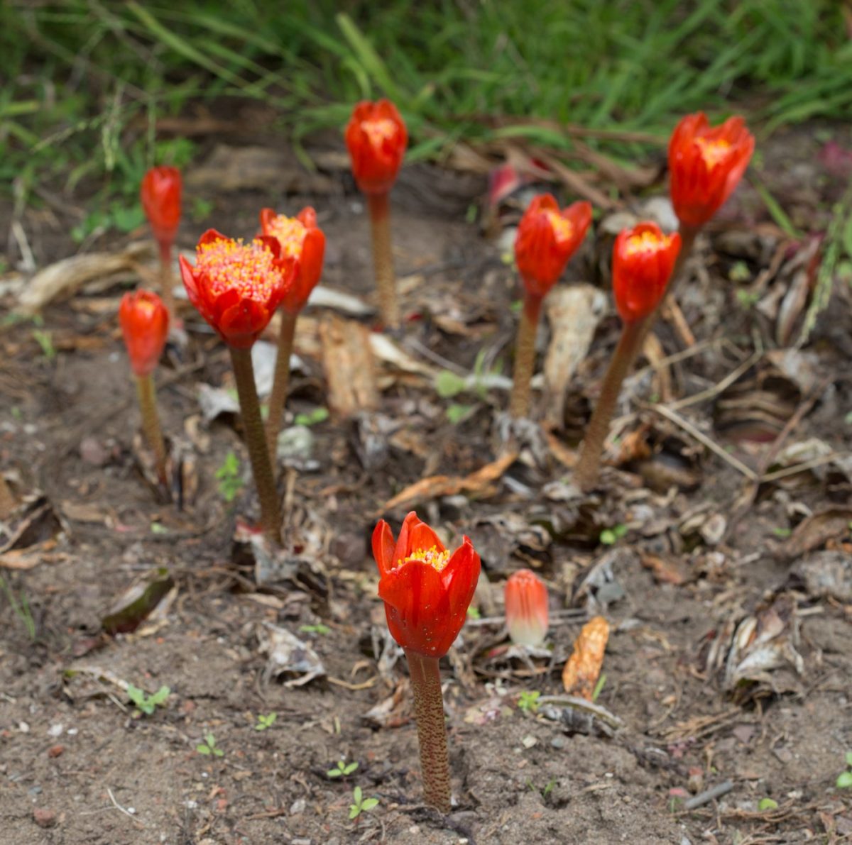 Photo: Der botanische Garten San Francisco