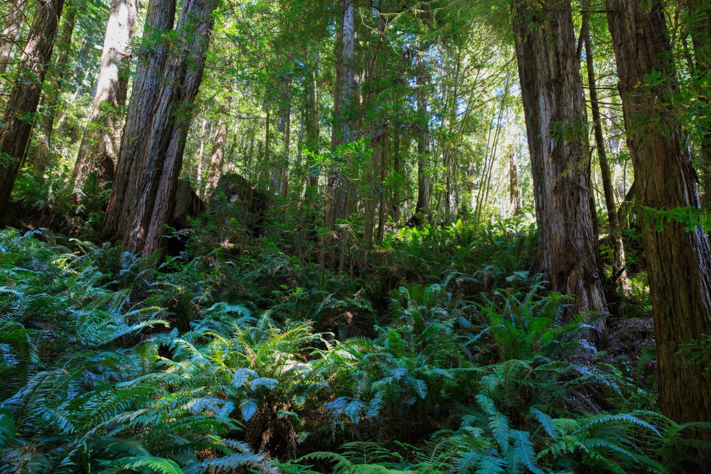 Photo: Mendocino: Redwoods, Klippen und Strände