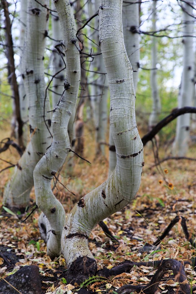 Photo: Schnee und Strecke