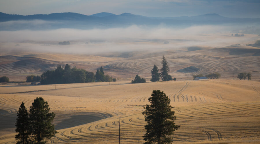 Nebel in den Golden Hills, Palouse, Washington