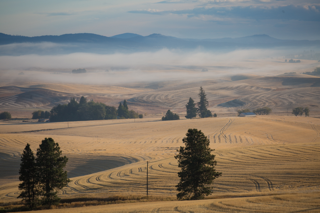 Nebel in den Golden Hills, Palouse, Washington