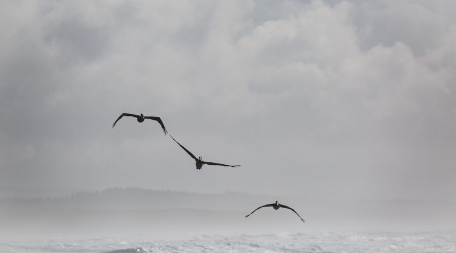 Pelikane Pazifik Oregon
