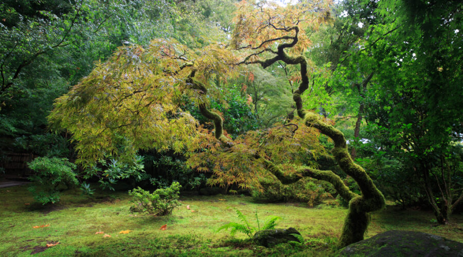 Japanischer Garten Oregon Ahorn Regen Portland