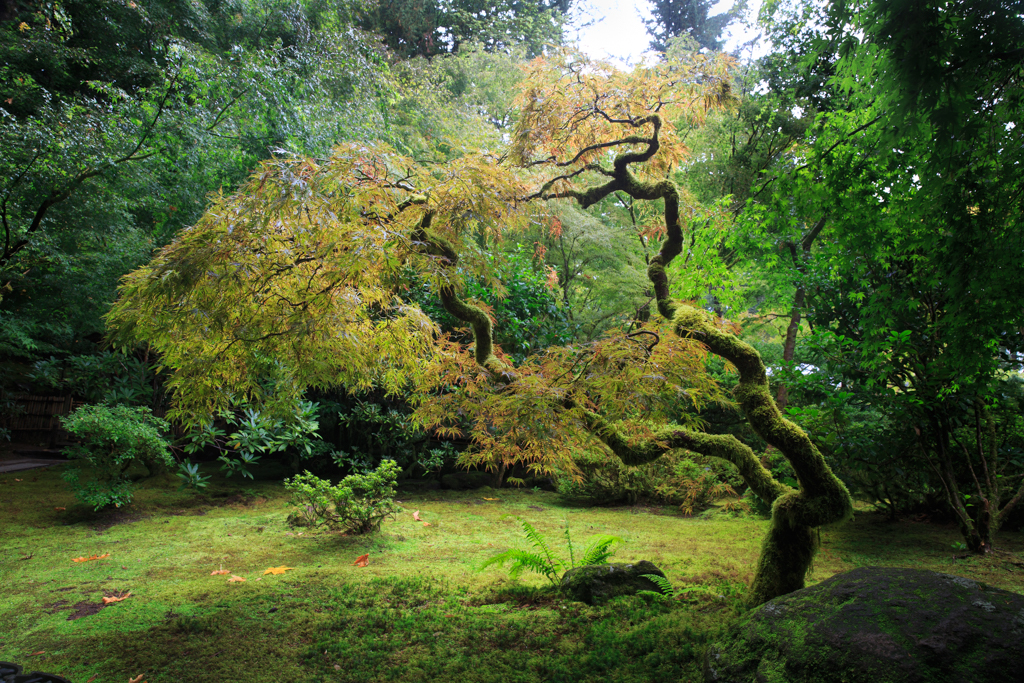 Japanischer Garten Oregon Ahorn Regen Portland