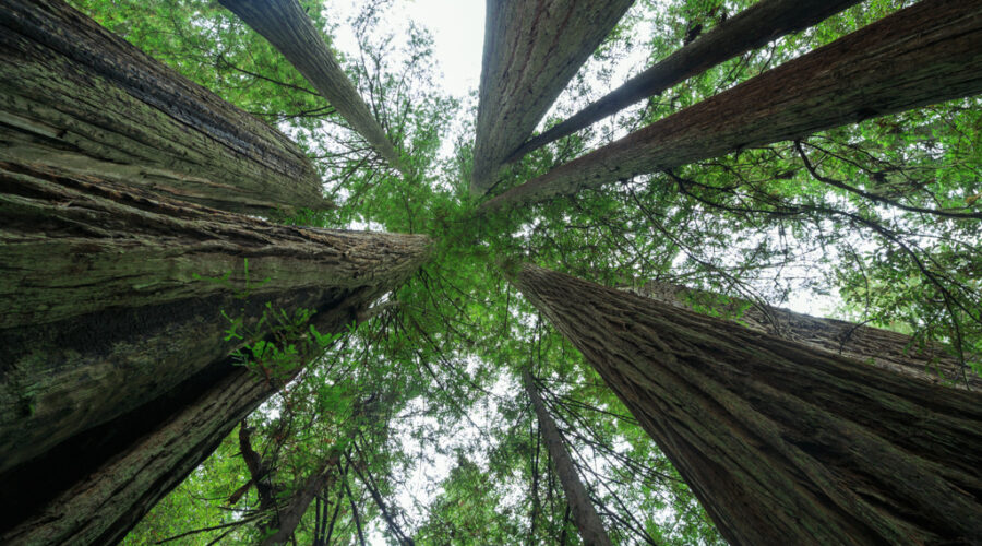Redwood Nationalpark Sequoia sempervirens Himmel