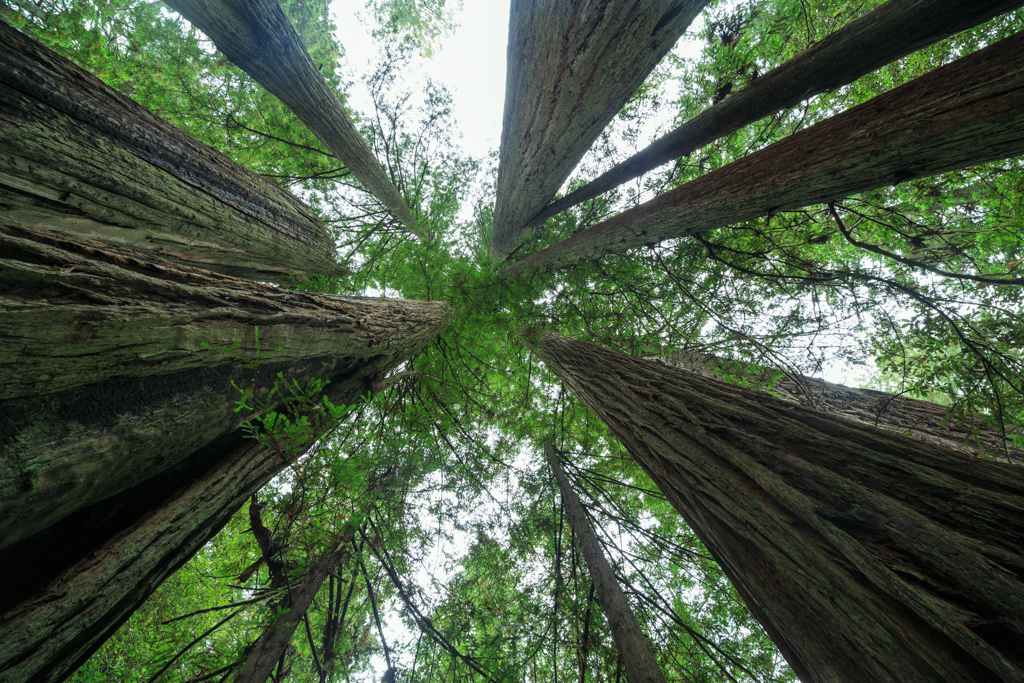 Redwood Nationalpark Sequoia sempervirens Himmel