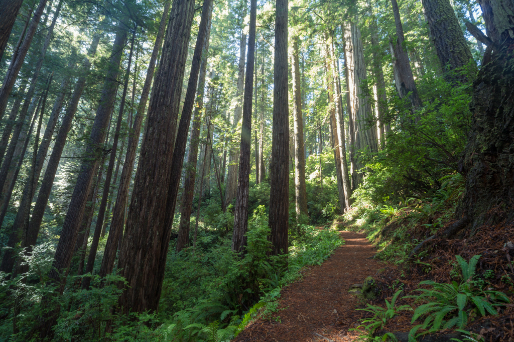 Photo: In der Welt der Giganten - Redwood National Park