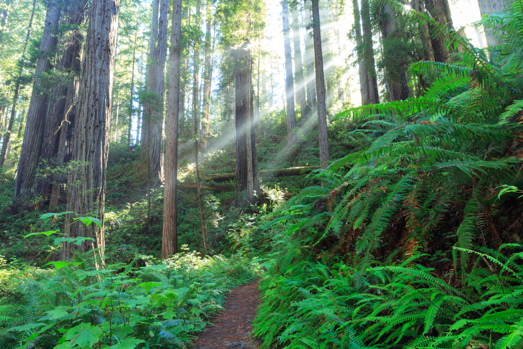 Photo: In der Welt der Giganten - Redwood National Park