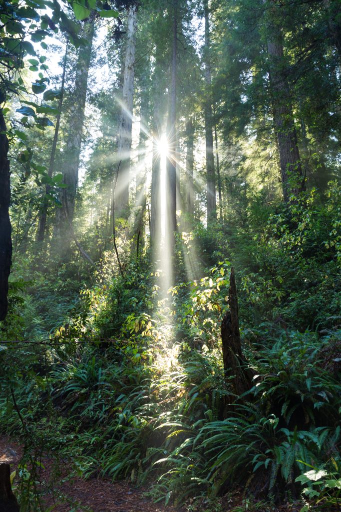 Photo: In der Welt der Giganten - Redwood National Park