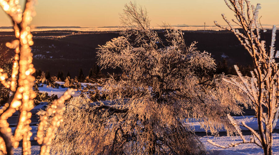 Morgenlicht Vereister Baum im Schwarzwald