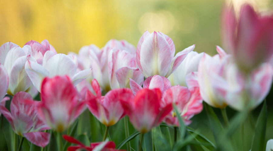 Tulipa fosteriana "Flaming Purissima" Tulpe
