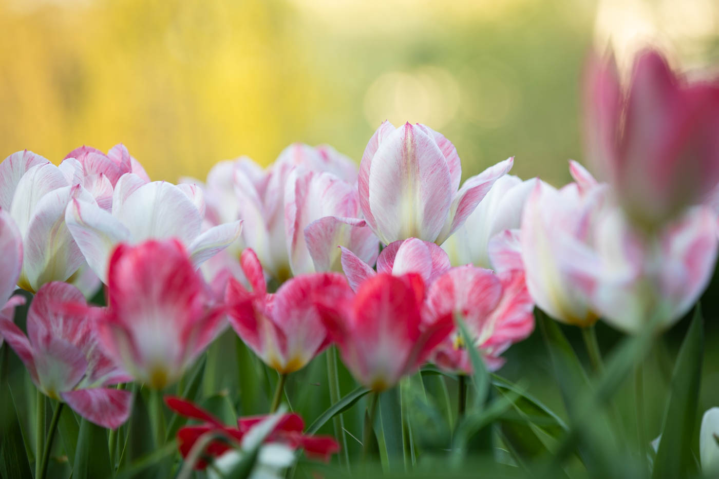 Tulipa fosteriana "Flaming Purissima" Tulpe