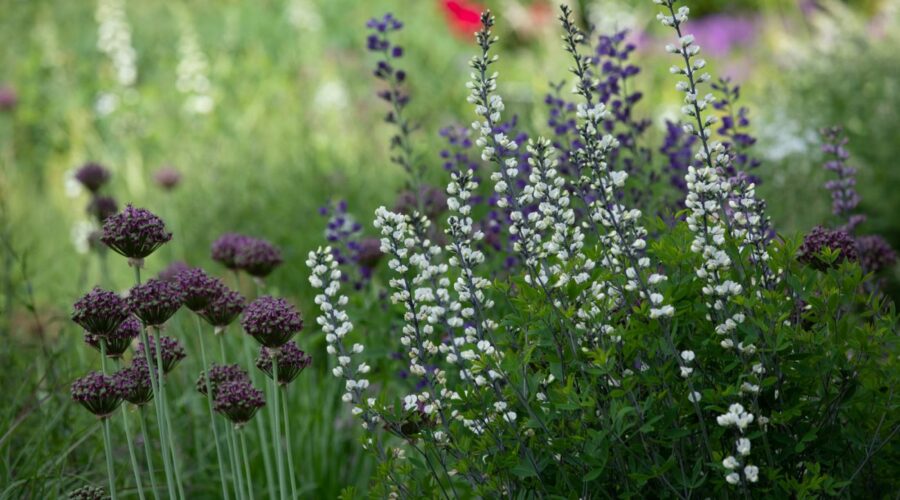 Zwei Baptisien mit Allium atropurpureum