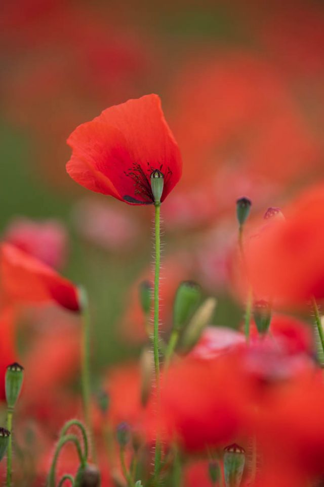 Mohn, Papaver rhoeas