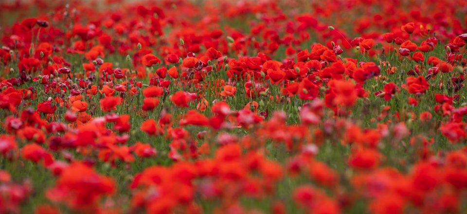 Mohenfeld, Papaver rhoeas, Mallorca