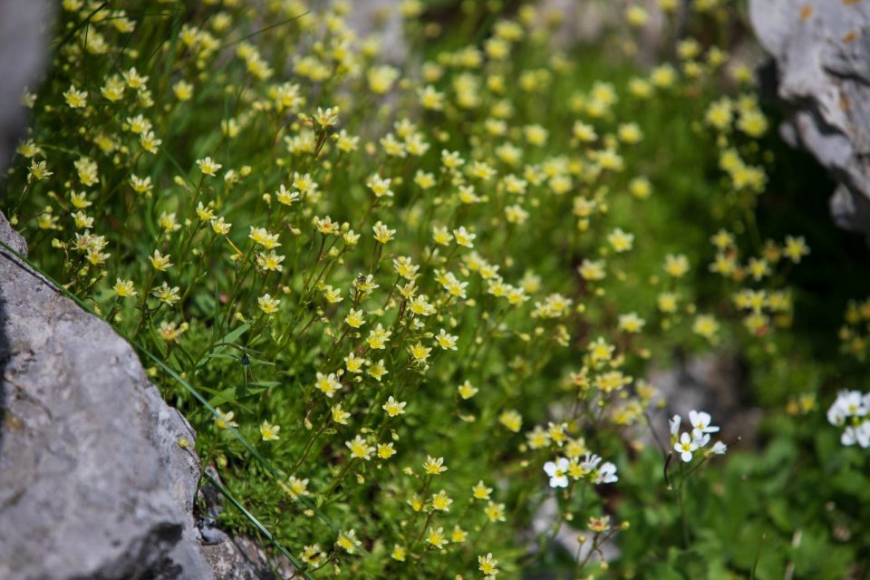 Photo: Ein Tag in den Alpen - Die Churfirsten