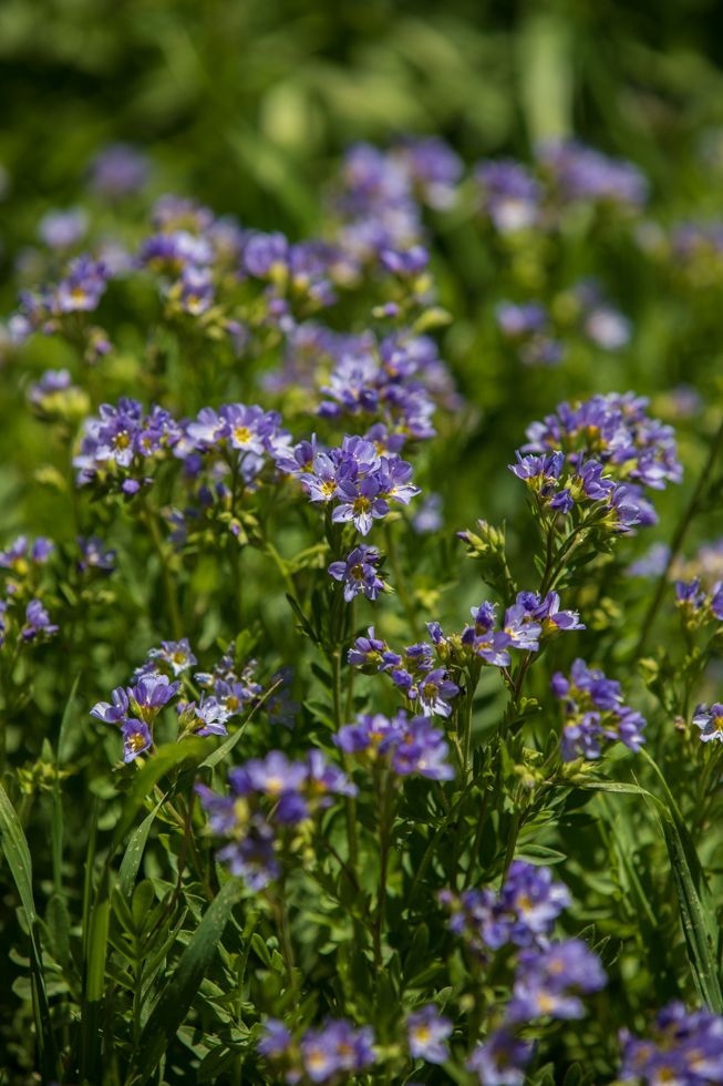 Photo: Polemonium pulcherrimum