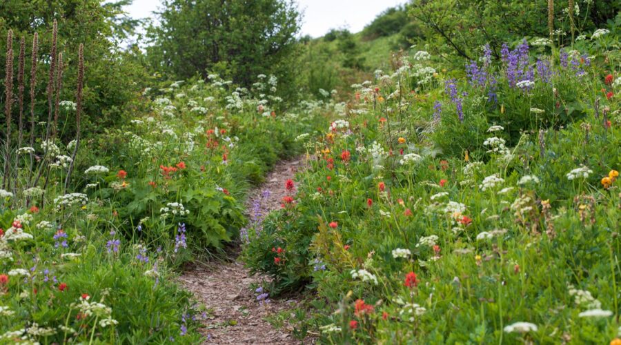 Silver Star Mountain, Washington, Blumen, Wanderweg