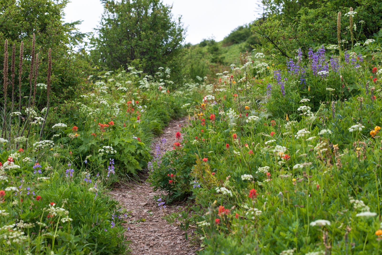 Silver Star Mountain, Washington, Blumen, Wanderweg