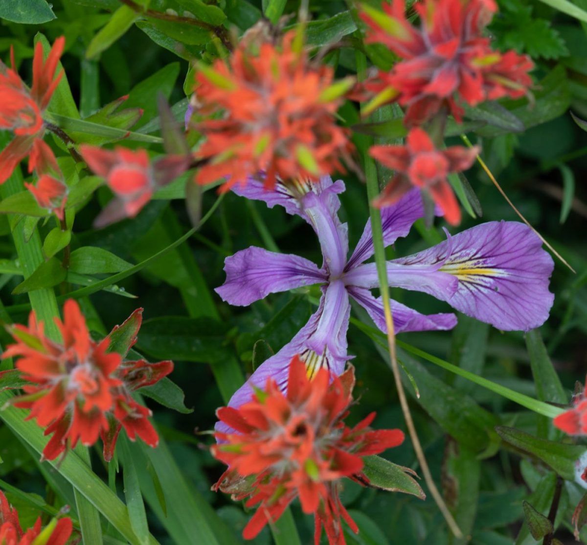 Photo: Gipfelblicke und Blumenwiesen - Silver Star Mountain
