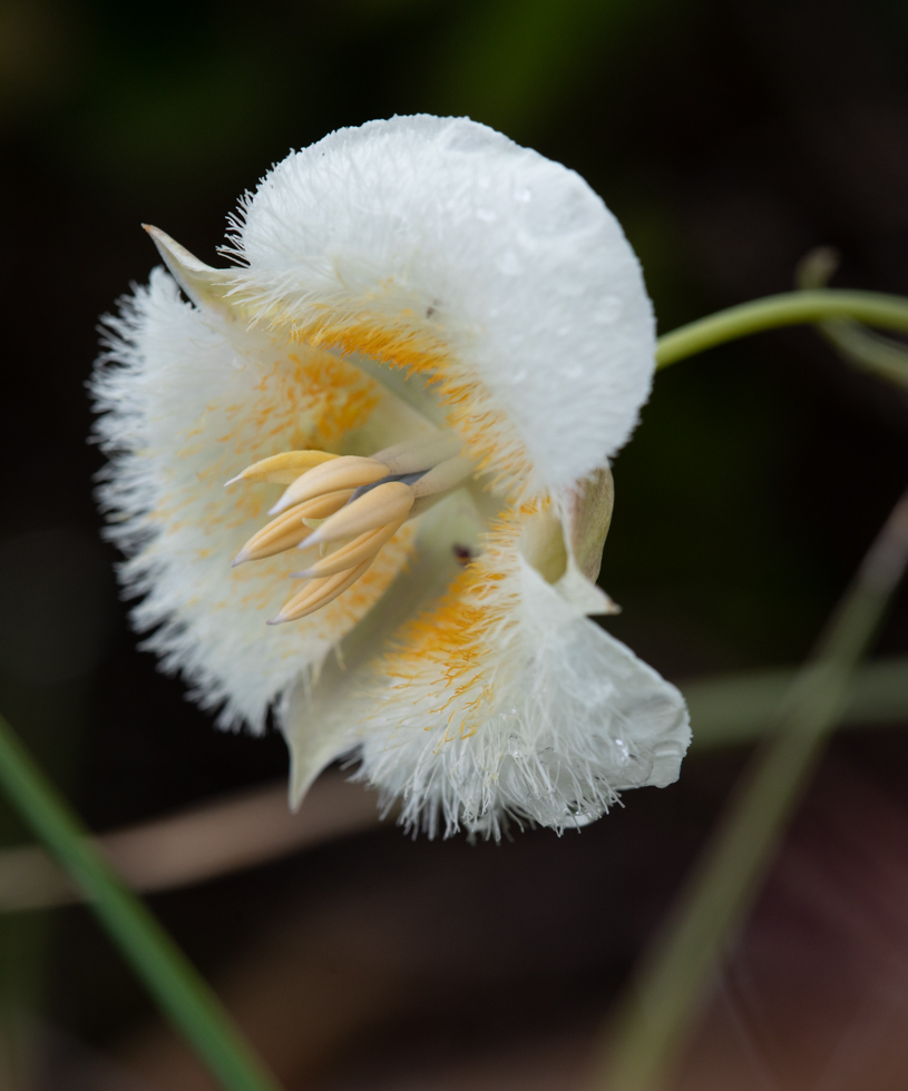 Photo: Calochortus subalpinus