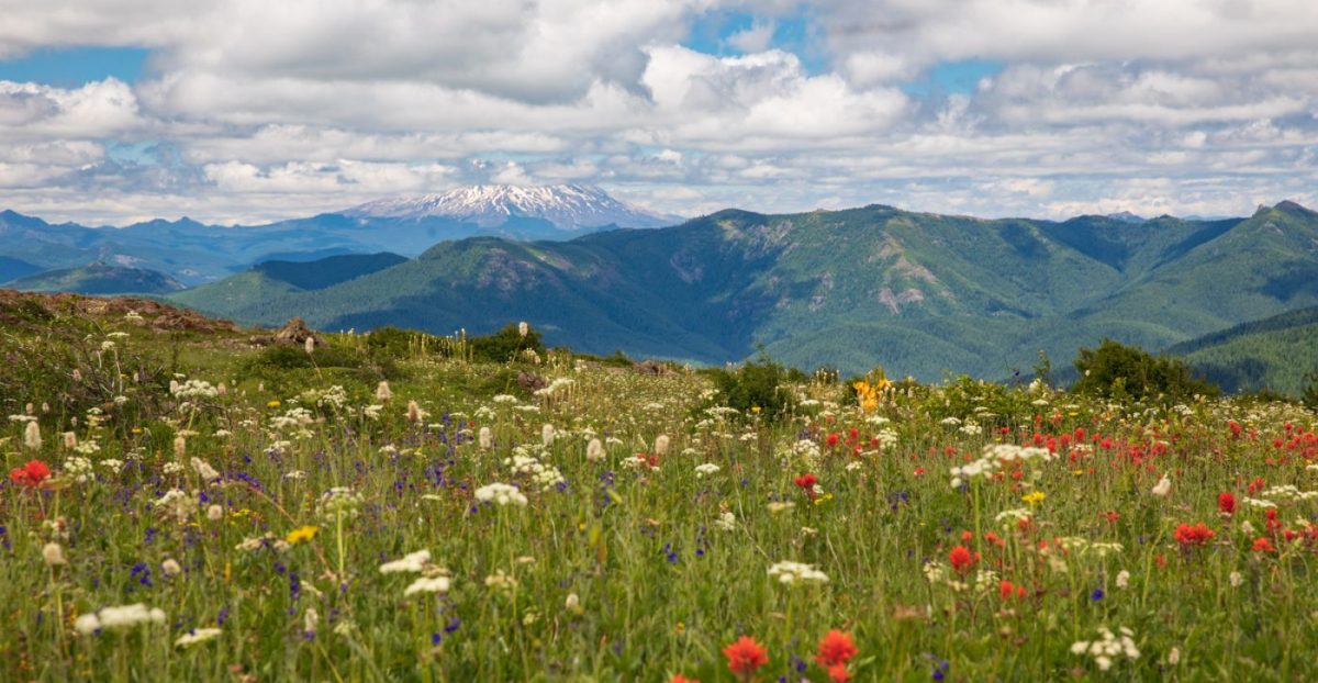 Photo: Gipfelblicke und Blumenwiesen - Silver Star Mountain