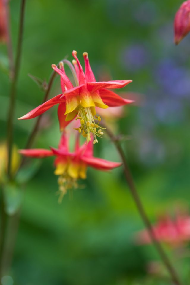 Photo: Gipfelblicke und Blumenwiesen - Silver Star Mountain
