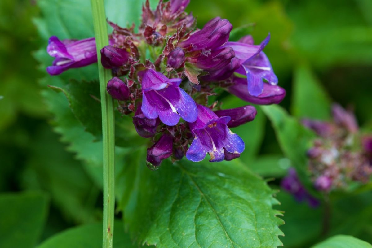 Photo: Gipfelblicke und Blumenwiesen - Silver Star Mountain