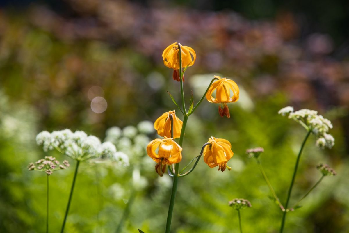 Photo: Gipfelblicke und Blumenwiesen - Silver Star Mountain