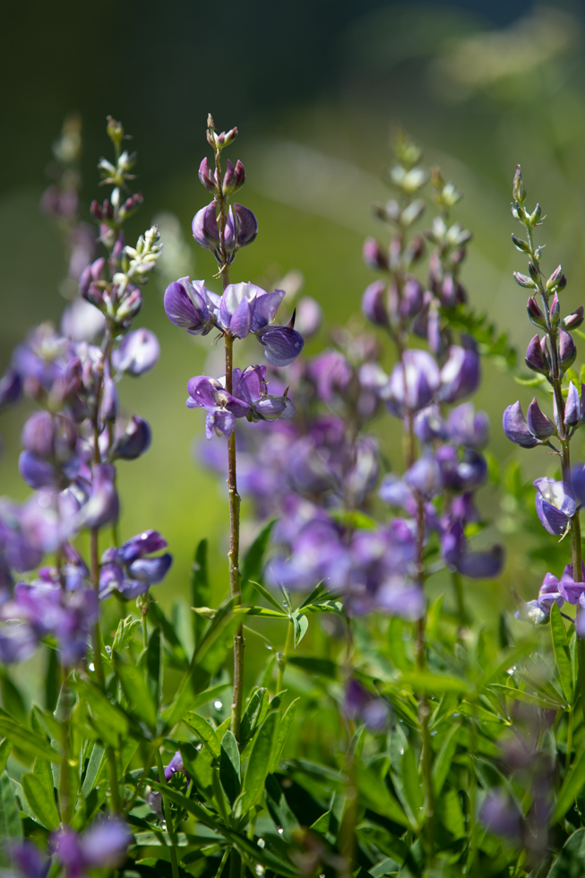 Photo: Lupinus latifolius