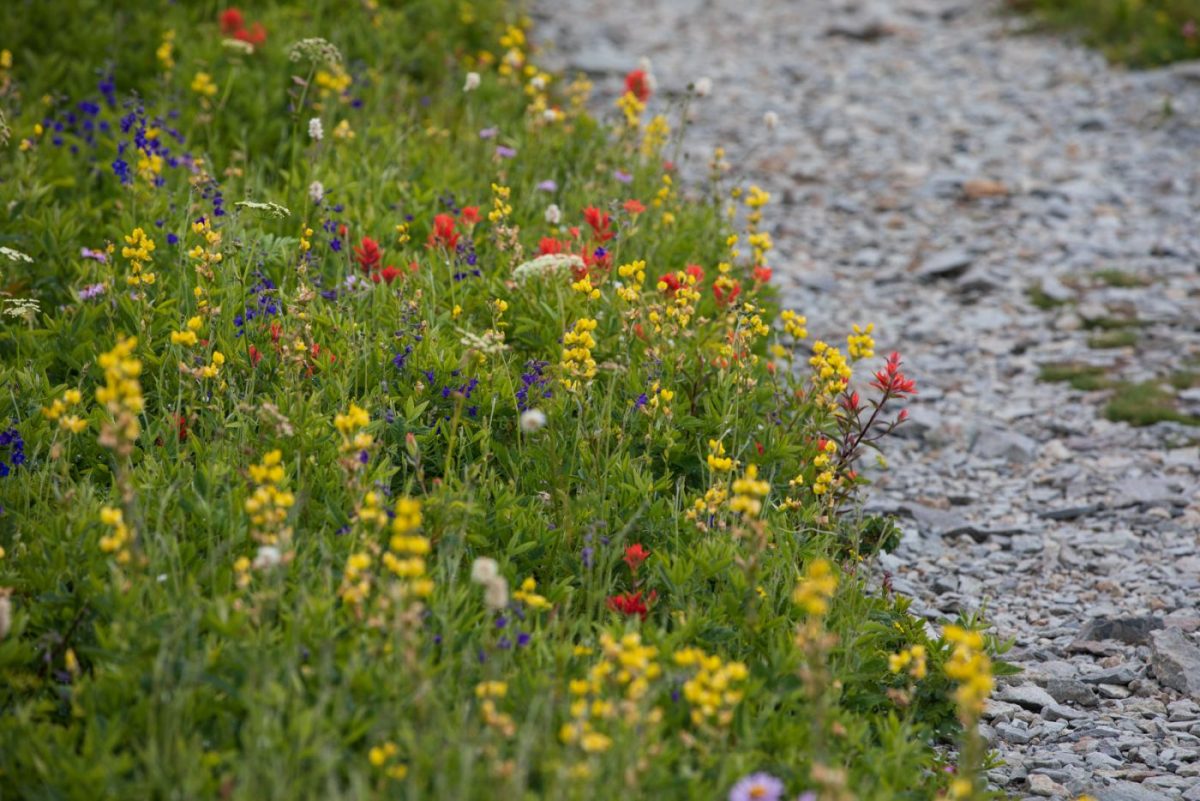 Photo: Gipfelblicke und Blumenwiesen - Silver Star Mountain