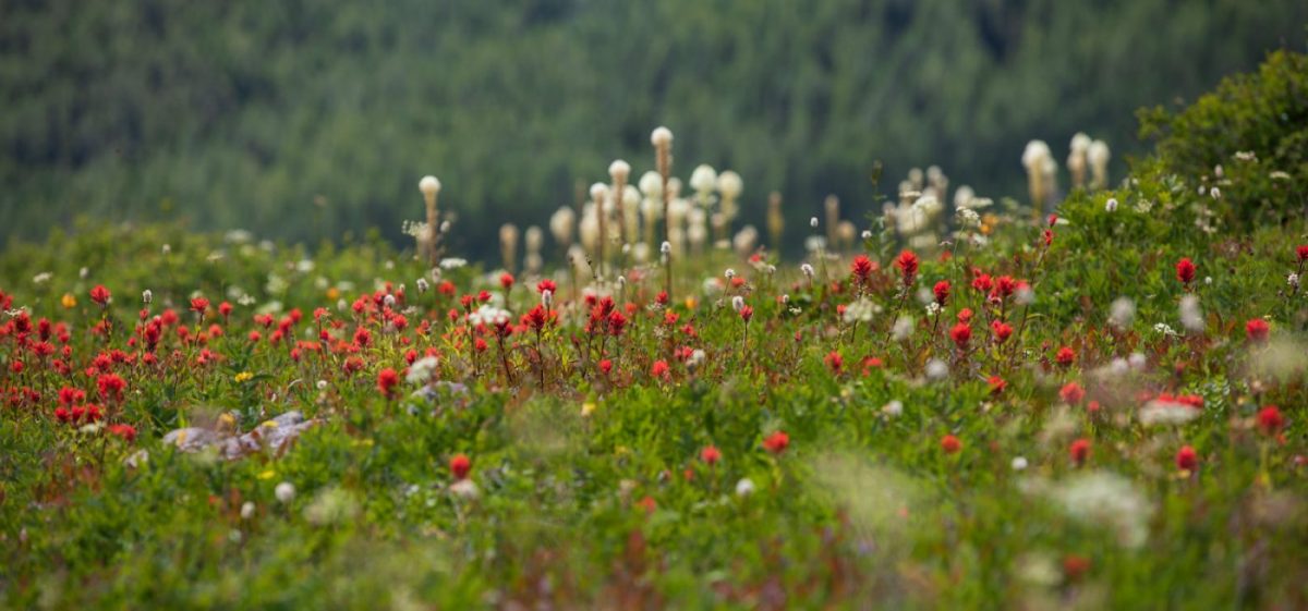 Photo: Gipfelblicke und Blumenwiesen - Silver Star Mountain