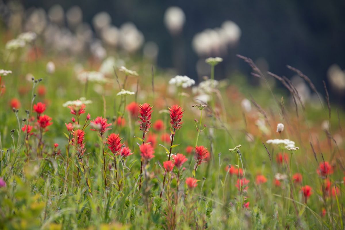 Photo: Gipfelblicke und Blumenwiesen - Silver Star Mountain