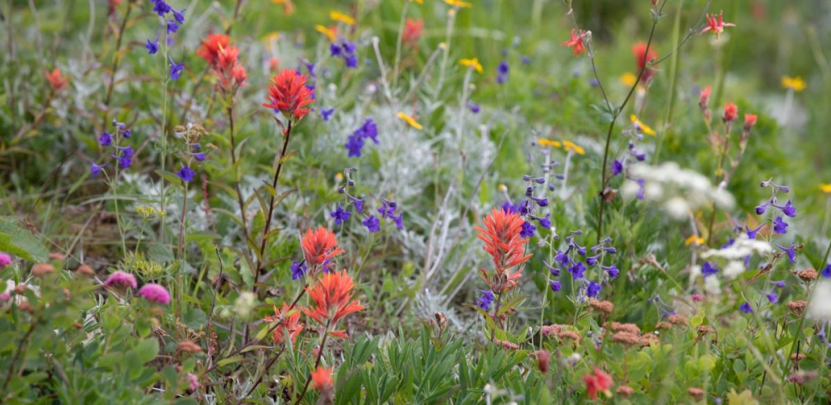 Photo: Gipfelblicke und Blumenwiesen - Silver Star Mountain
