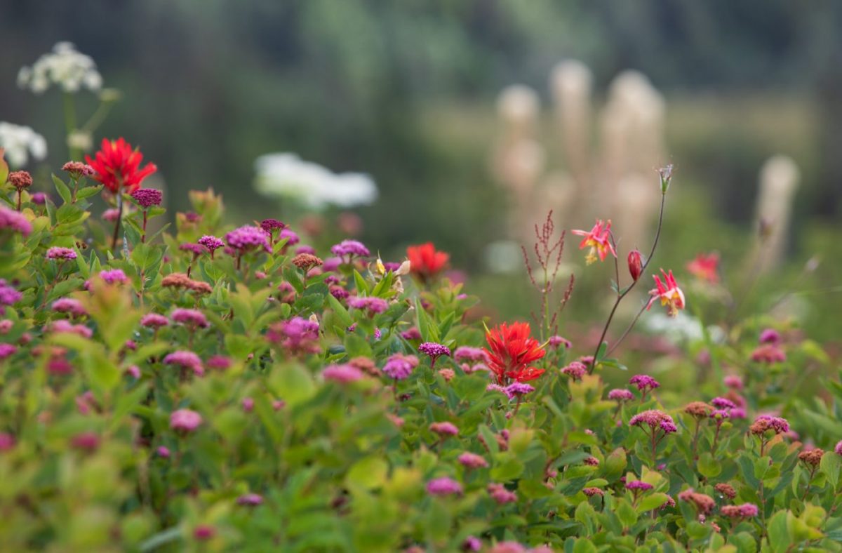 Photo: Gipfelblicke und Blumenwiesen - Silver Star Mountain