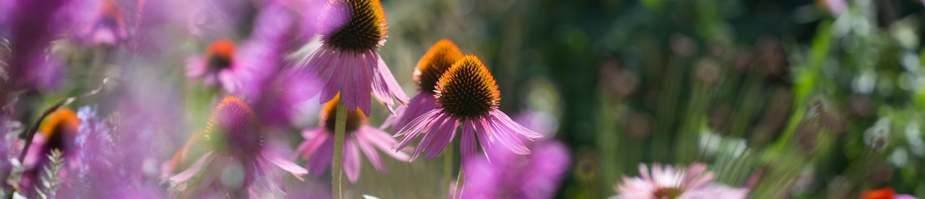 Foto im Garten von schönen Blumen