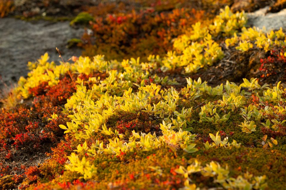Photo: Ilulissat by night